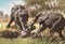 Открытка "Старые слоны вытаскивают из охотничьей ямы детеныша" - фото 4691